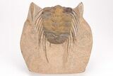 Spiny Selenopeltis Trilobite (Head Tucked) - Erfoud, Morocco #206446-1